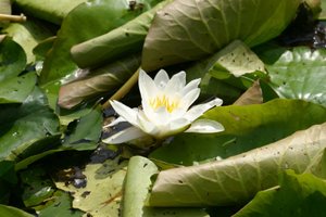 Garsington Waterlily, 2009